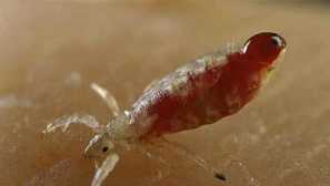 Manipulace s přepínačem, vzhled, vývojový cyklus, účinné metody léčby